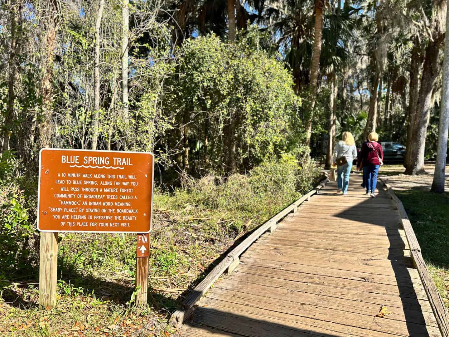5 Essential Tips for Seeing Manatees at Blue Spring State Park
