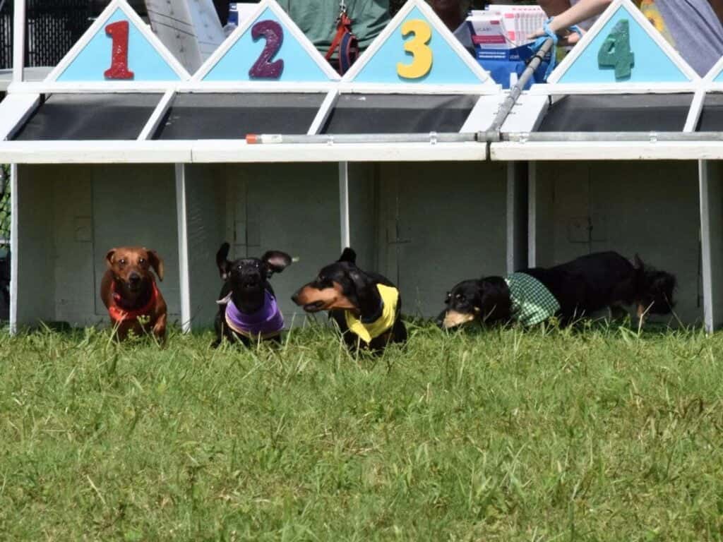 Wiener dog race at Dogtoberfest 2024 at Krush Brau Park