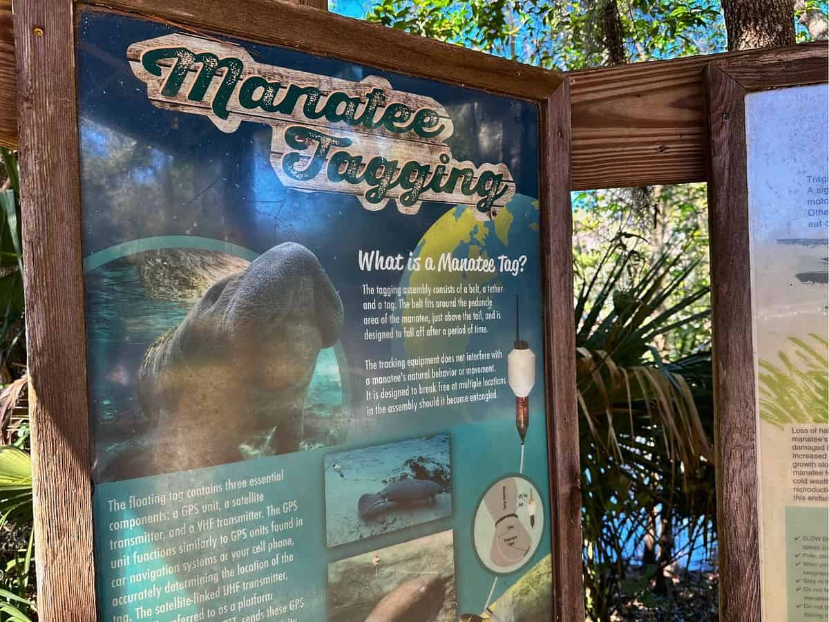 5 Essential Tips for Seeing Manatees at Blue Spring State Park