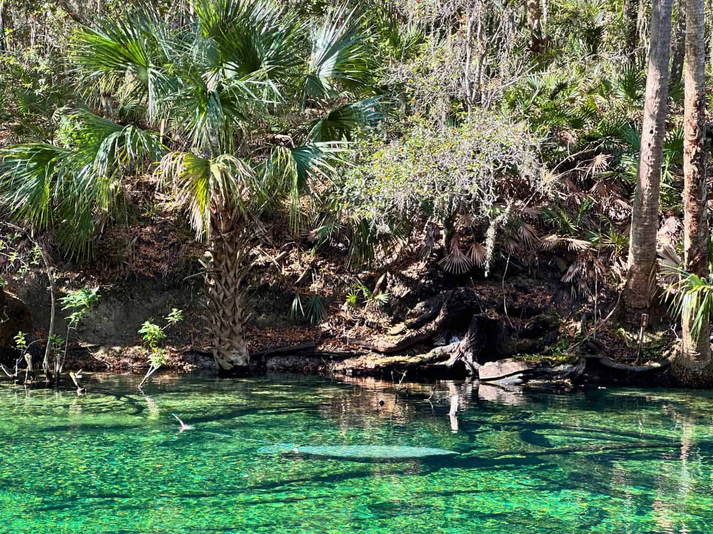 5 Essential Tips for Seeing Manatees at Blue Spring State Park ...