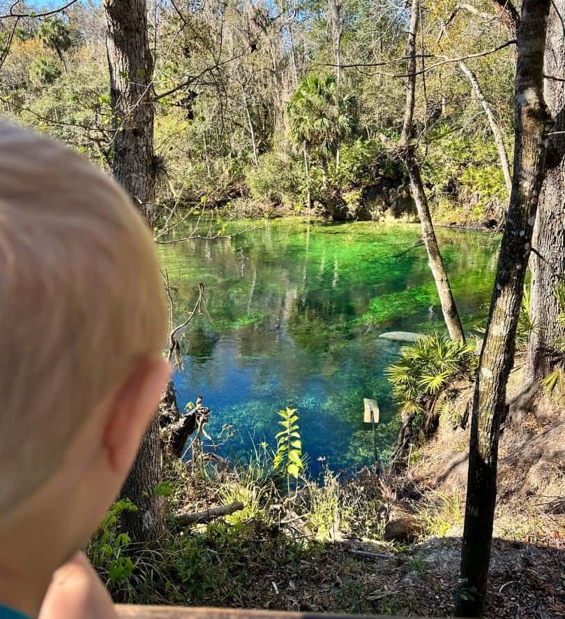 Young Boy See Two Manatees at Blue Spring State Park Near Orlando 