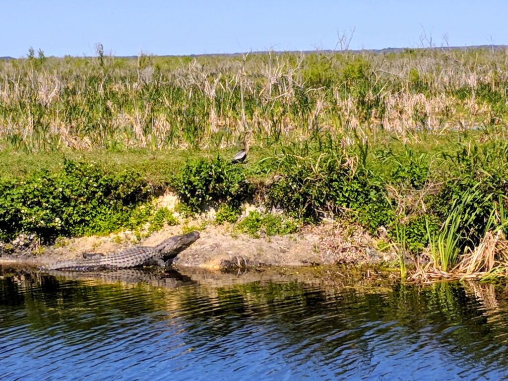 Alligator and Bird along Apopka Wildlife Drive