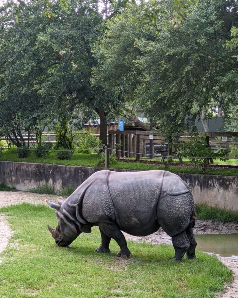 Image of a Rhino at Central Florida Zoo