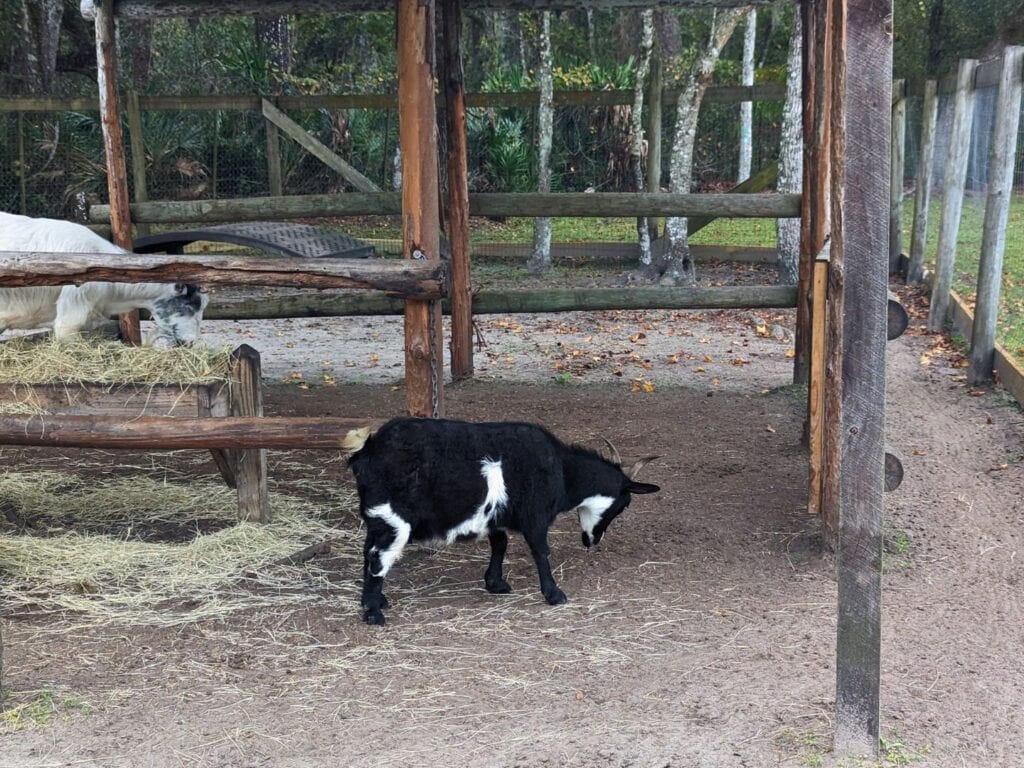 Image of a Goat at Fort Christmas