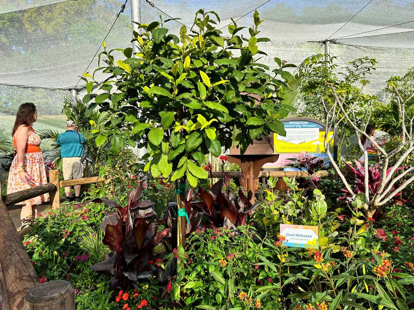 Explore EPCOT s Butterfly Garden With These Expert Tips Orlando explore-epcot-s-butterfly-garden-with-these-expert-tips-orlando