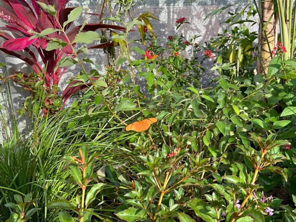 Orange Butterfly on Plants EPCOT Butterfly Garden 