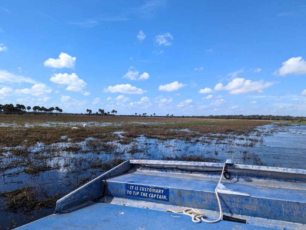 White Birds Flying and Marshy Palm Trees seen from Black Hammock Airboat Ride 