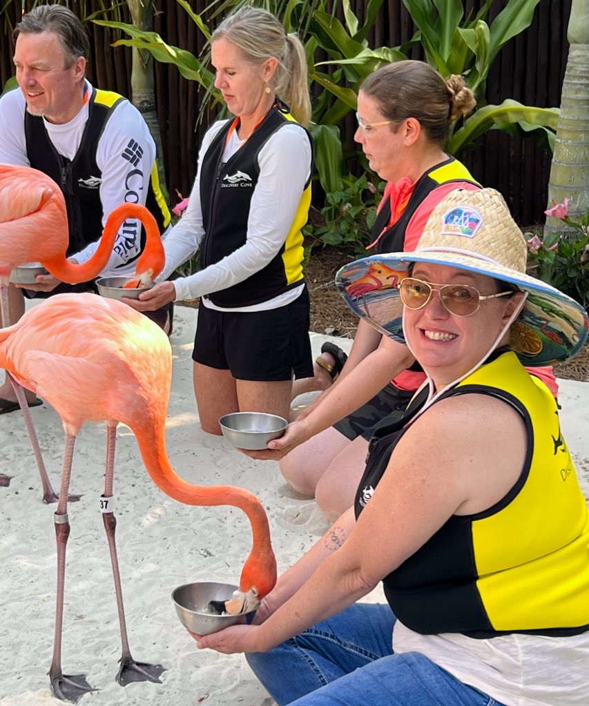 Feeding Flamingos at Flamino Point During the Flamingo Mingle experience at Discovery Cove 
