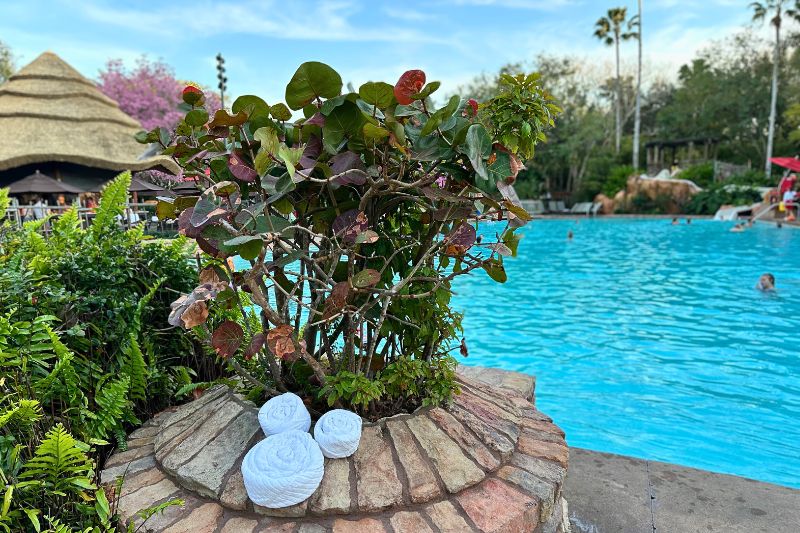 Towels Rolled into Mickey Mouse shape at Disneys Animal Kingdom Lodge Resort Pool - image by Dani Meyering