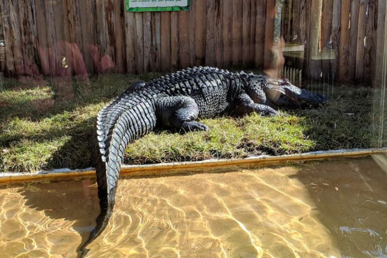 Gatorland Celebrates 75th Anniversary on May 17th