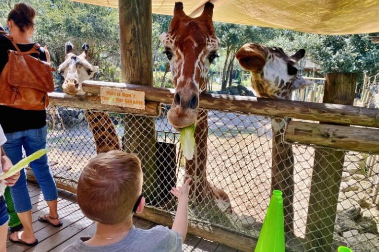 Image of a small child feeding a giraffe at the Brevard Zoo