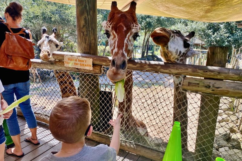 Image of a small child feeding a giraffe at the Brevard Zoo