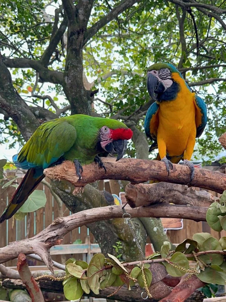 Macaw Parrots at Gatorland Orlando