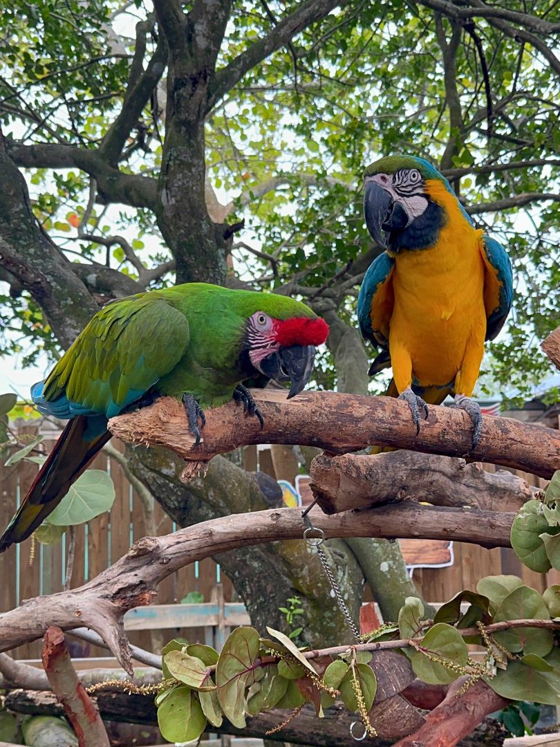 Unleash A Day of Adventure and Family Fun at Gatorland Orlando ...