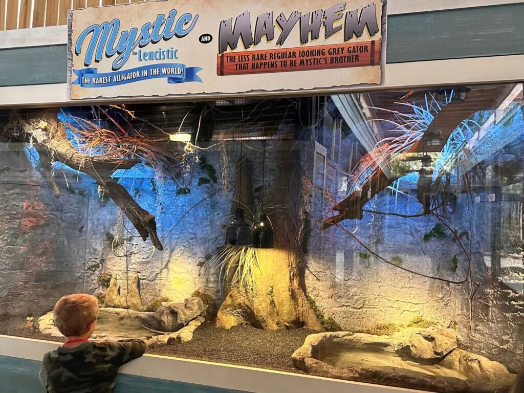 young boy views Mystic the Leucistic Gator at Gatorland Orlando - image by Dani Meyering