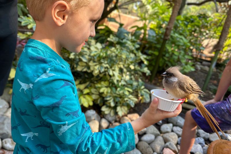 Young boy feeding bird at Discovery Cove aviary - image by Dani Meyering