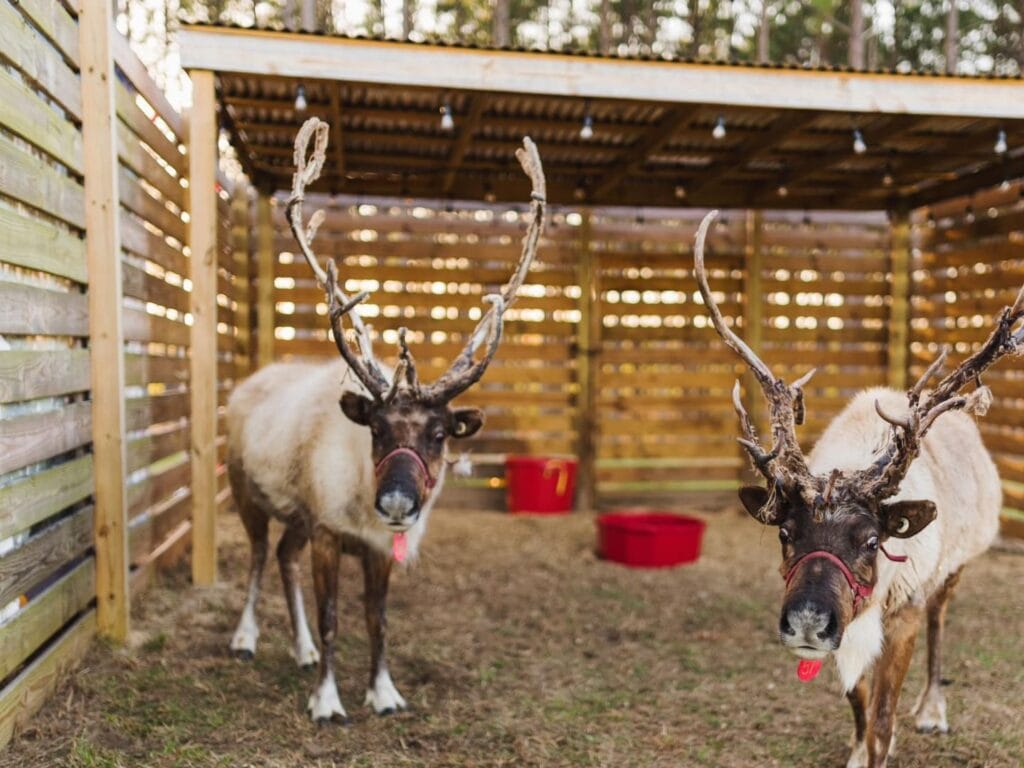 Real reindeer at Mayhem Ranch in Florida