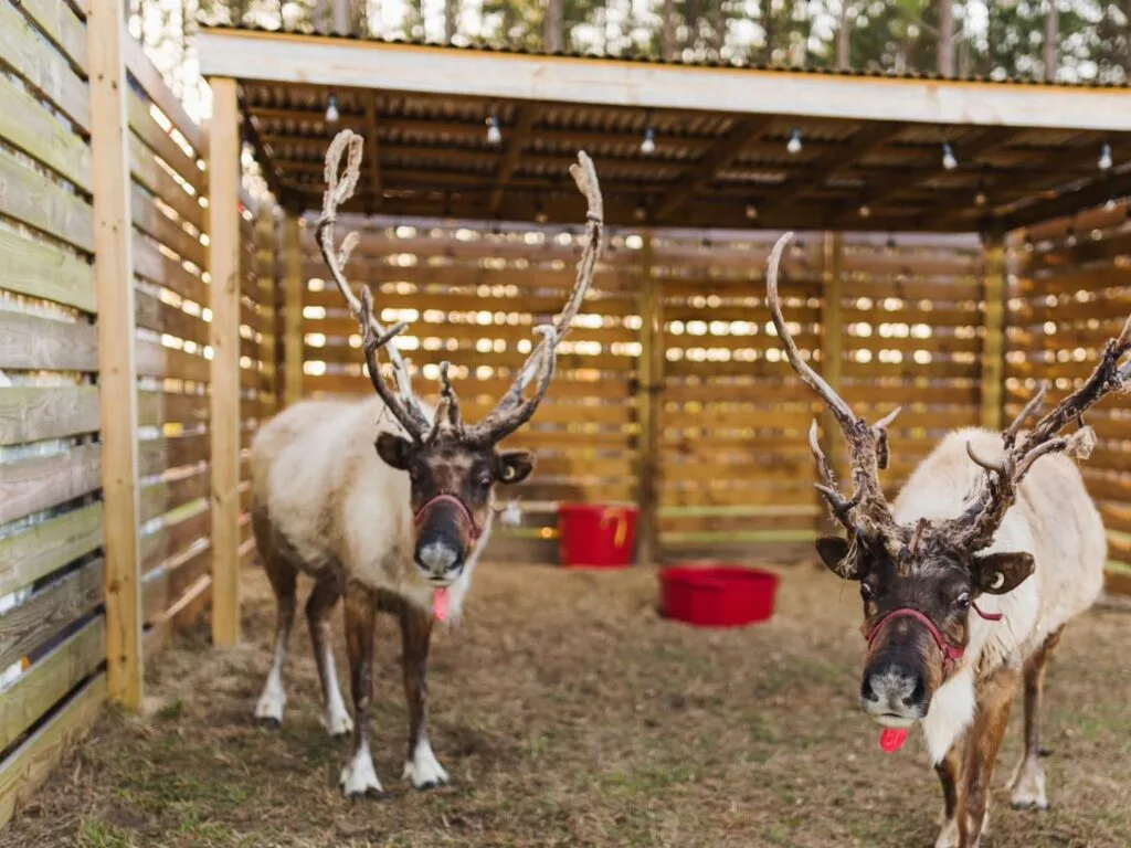Real reindeer at Mayhem Ranch in Florida