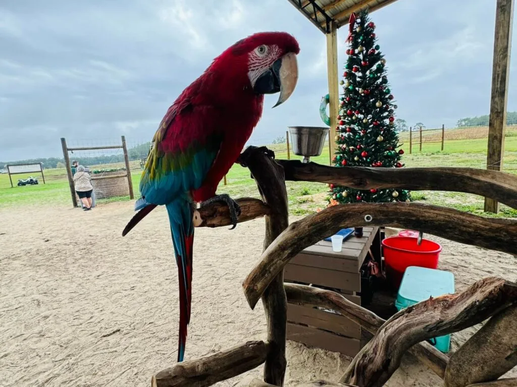 Parrot at Mayhem Ranch