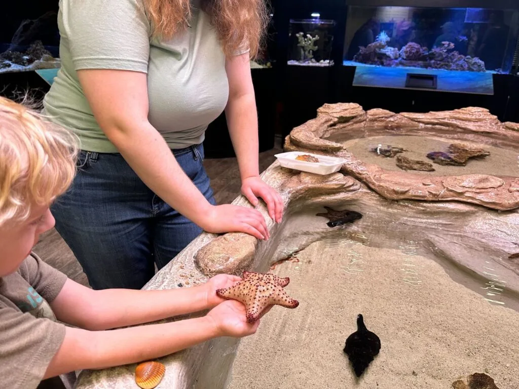 Young Boy touches sea star at Tidal Pool at Marine Discovery Center - image by Dani Meyering
