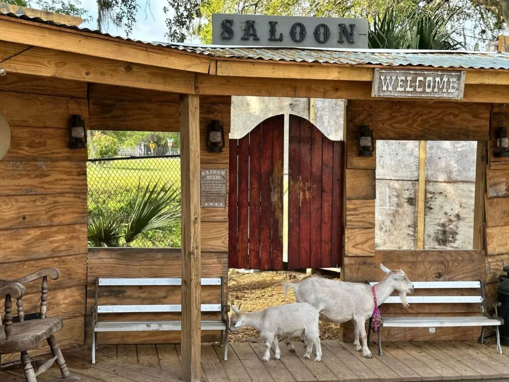 Small Goats in Western Village area at Bambi's Mini Petting Farm Orlando