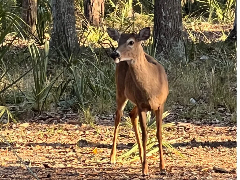 Wildlife at Fort McAllister includes deer