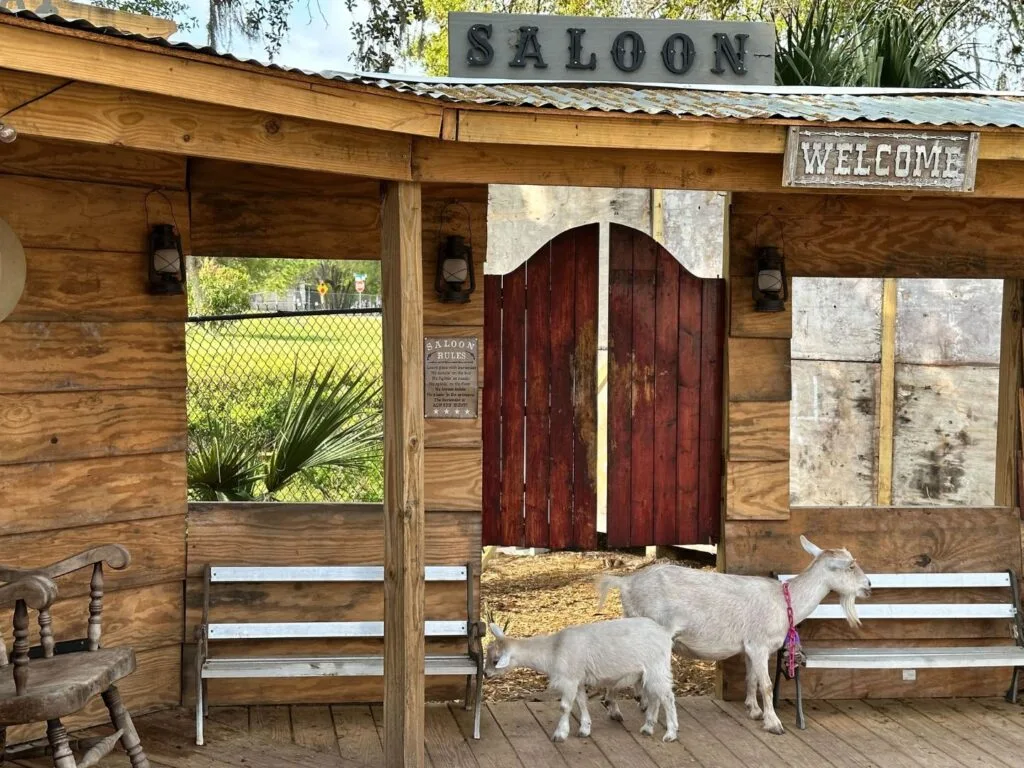 Small Goats in Western Village area at Bambi's Mini Petting Farm Orlando 