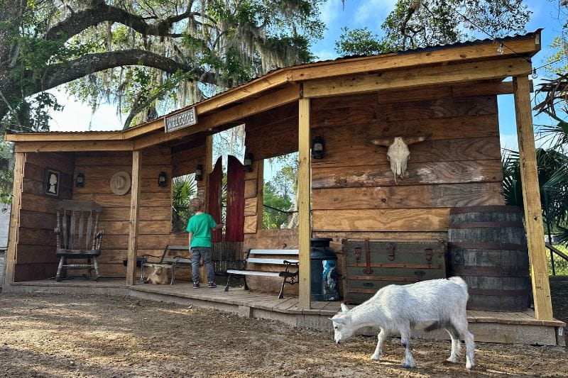 young boy and Small Goat in Western Village area at Bambi's Mini Petting Farm Orlando - image by Dani Meyering