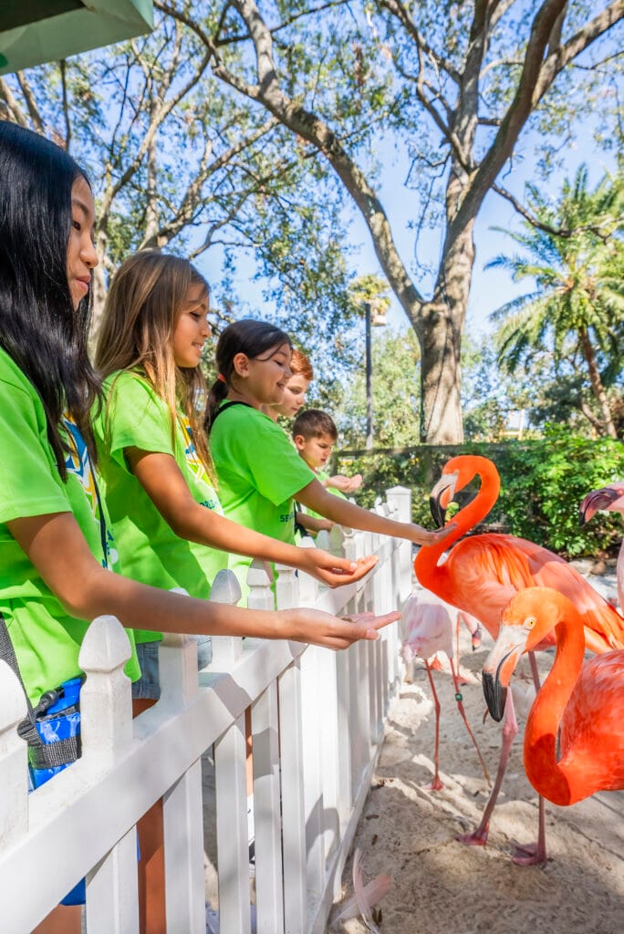 Busch Gardens Summer Camp Campers feeding flamingos