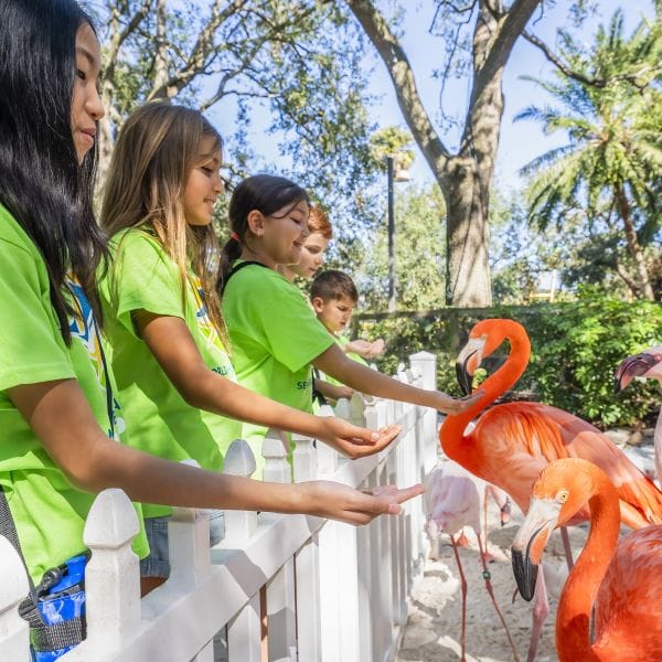 Busch Gardens summer camp