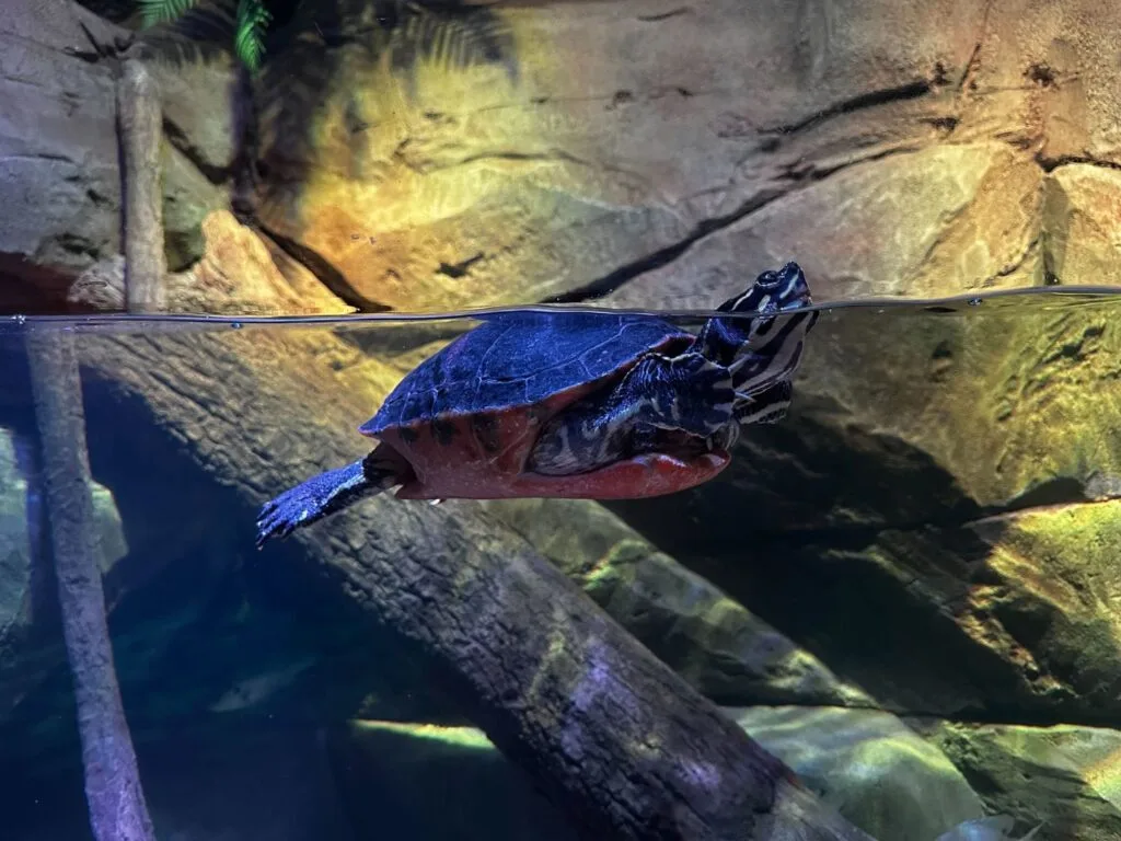 Turtle at Freshwater Area at Sea Life Florida LEGOLAND - image by Hailea Boykin