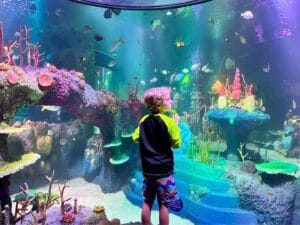 Young boy peers into Theme Park Under the Sea section with fish at Sea Life Florida - image by Dani Meyering compress