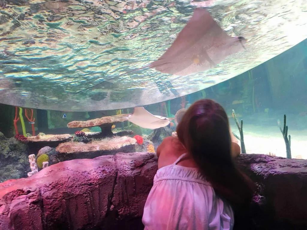 Young girl peers into Stingray Bay while inside a cubby hole with cownose ray overhead at Sea Life Florida - image by Zoe Joiner