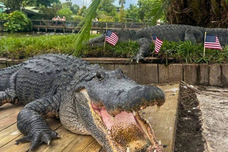 Gatorland new alligator and crocodiles - @gatorland_orlando 4
