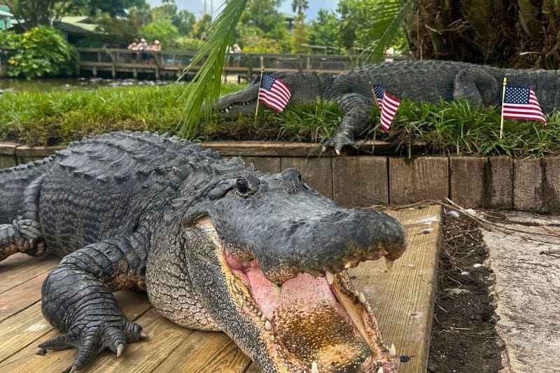 Gatorland new alligator and crocodiles - @gatorland_orlando 4
