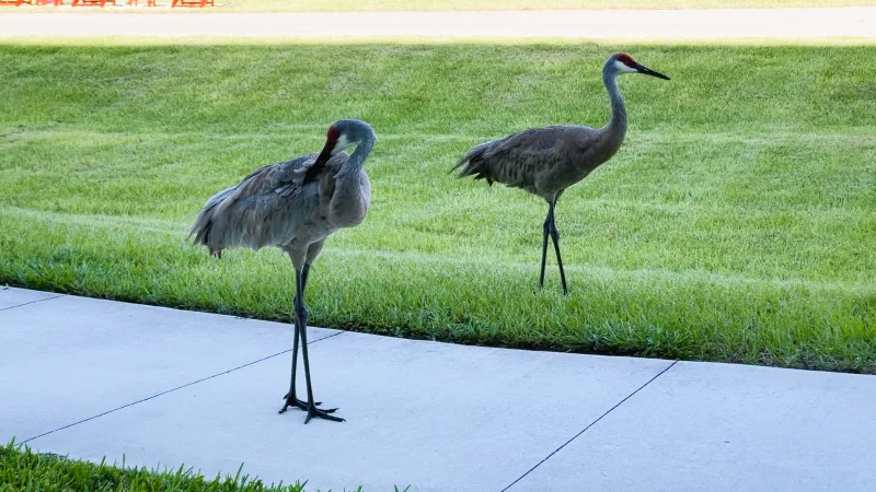 sandhill cranes at Kennedy Space Center