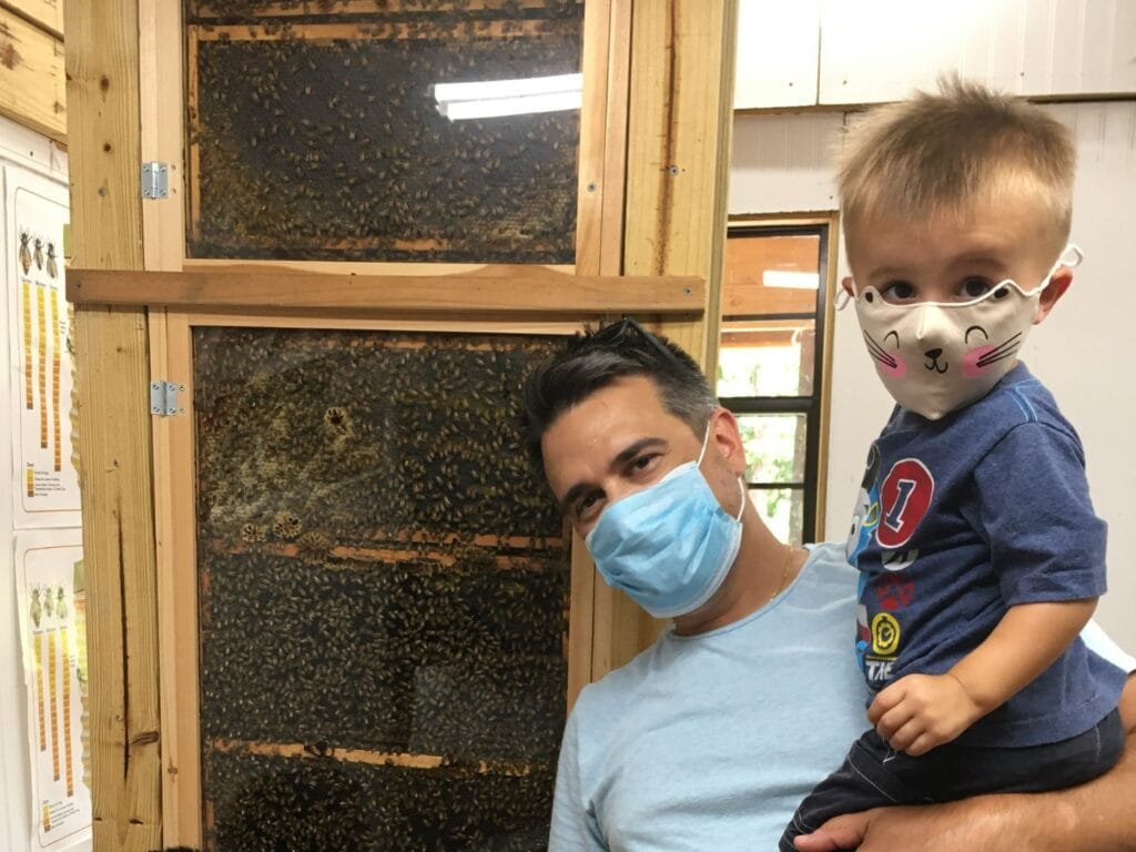 bees