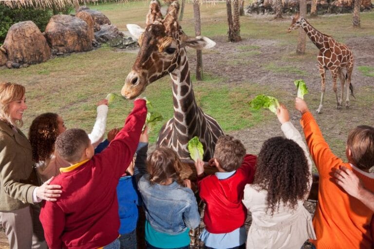 Orlando Field Trip feeding giraffes - kali9 from Getty Images Signature