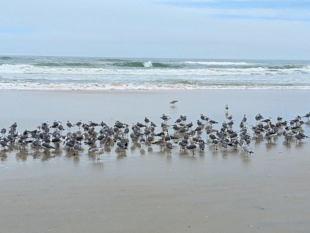 Daytona Beach Shores seagulls on beach you can drive on - image by Maria DiCicco