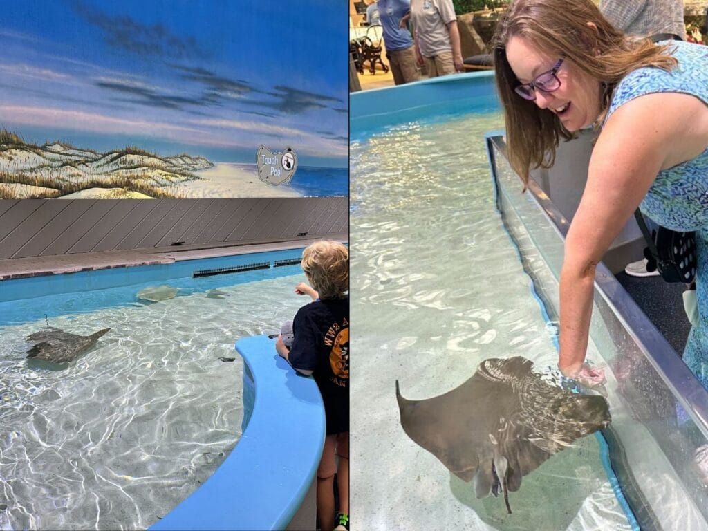 feeding stingrays Touch Pool Marine Science Center Ponce Inlet Florida - image by Dani Meyering