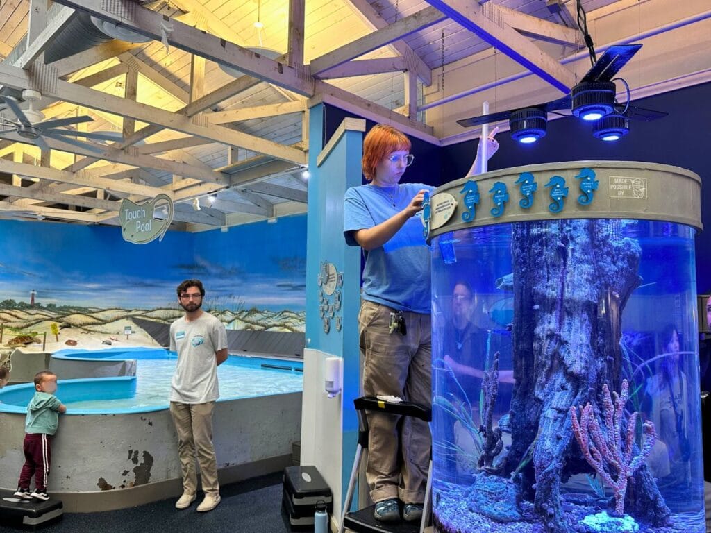 seahorse feeding Marine Science Center Ponce Inlet Florida - image by Dani Meyering comp