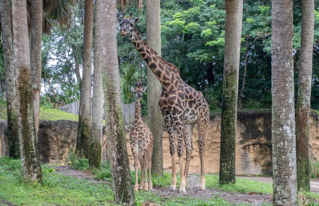 INSIDE LOOK: Masai giraffe calf, Ivy, makes debut at Disney's