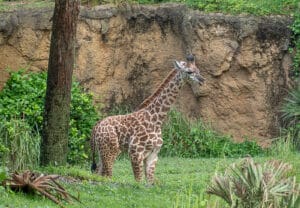 Disney Animal Kingdom Ivy the giraffe on savanna up close