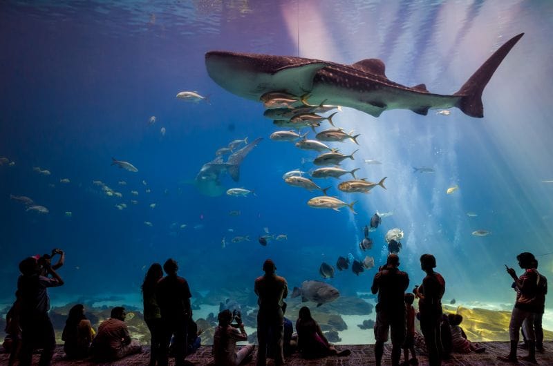 the Atlanta Aquarium is an awesome family travel destination where guests can watch giant sharks glide by