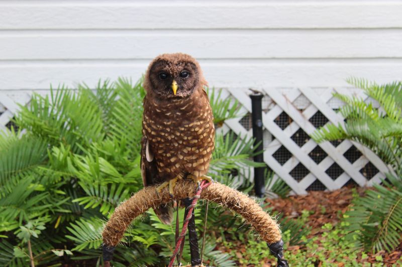 Owl at Audubon Center for Birds of Prey