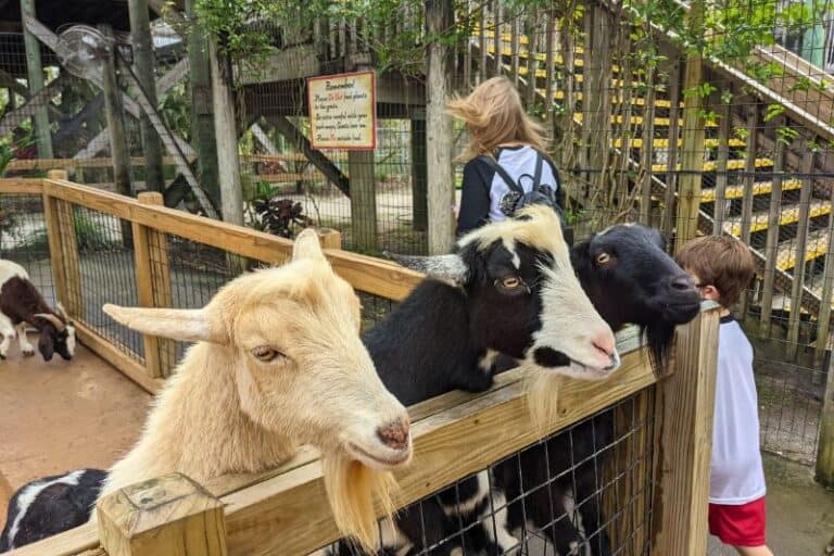 goats and emus at petting zoo at gatorland orlando