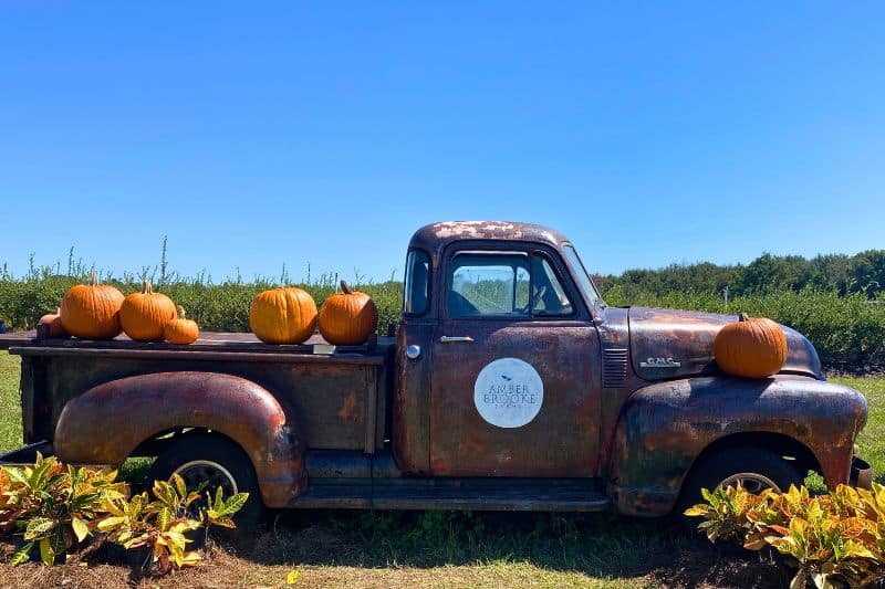 Amber Brooke Farms Pumpkin Patch Orlando for Family Photos - by Dani Meyering