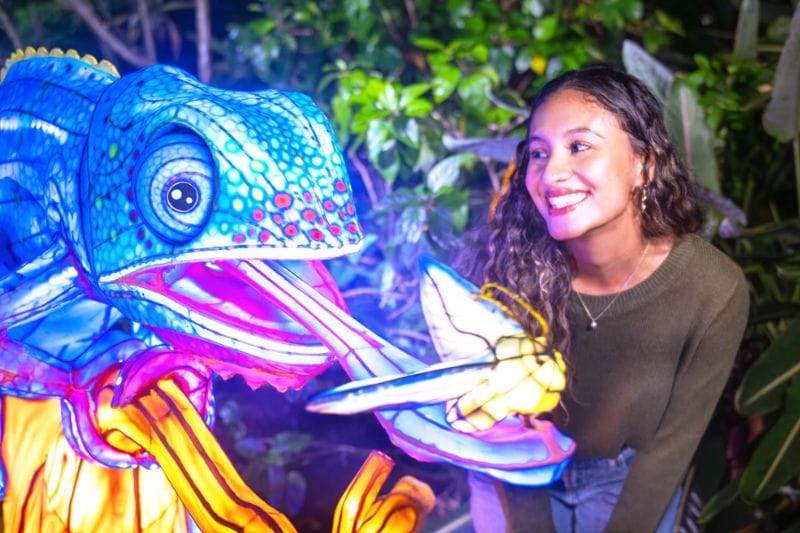 Aquatica Lantern Festival ILLUMINATE - woman poses with chameleon lantern - image from SeaWorld Orlando Public Relations