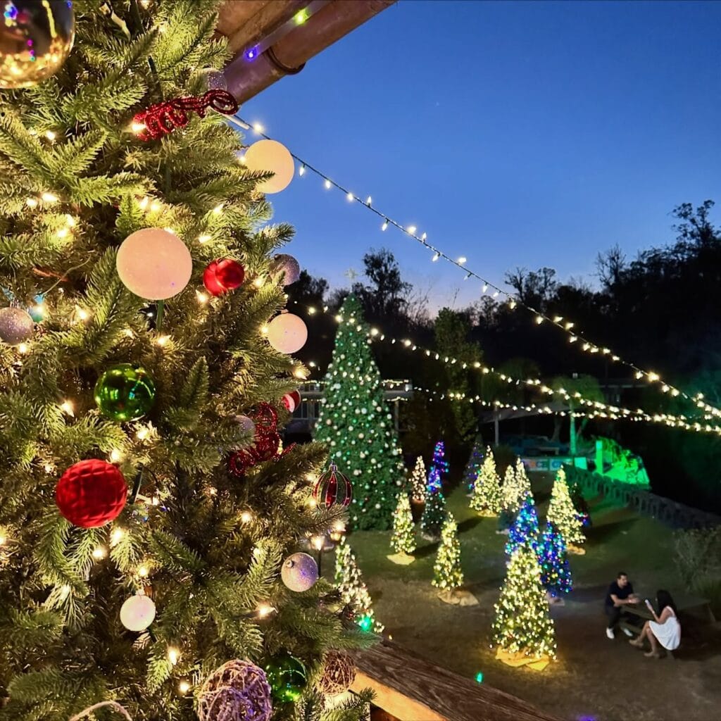 Wekiva Island Christmas Tree Forest - image by Dani Meyering